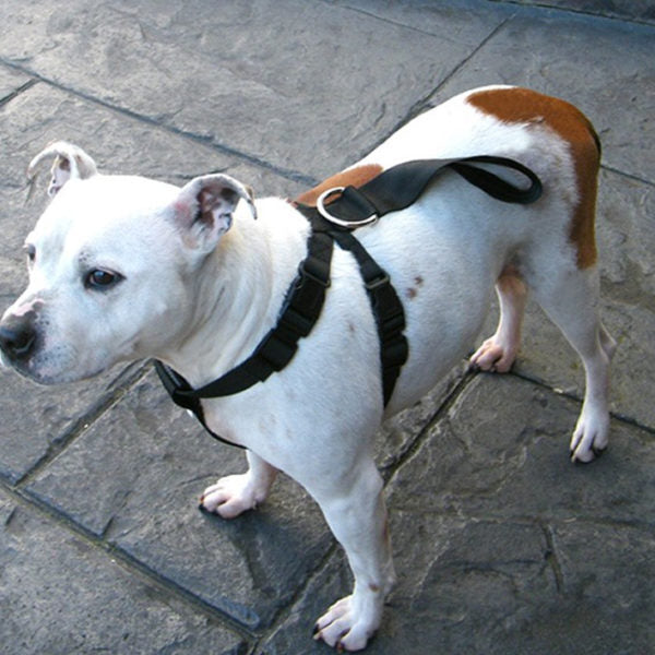 Autotecnica Pet Safety Harness - Medium (48 - 68cm Chest)