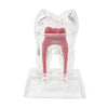 Dental Use Dental Crystal Base Hard Plastic Tooth Molar Teaching Tool Kit