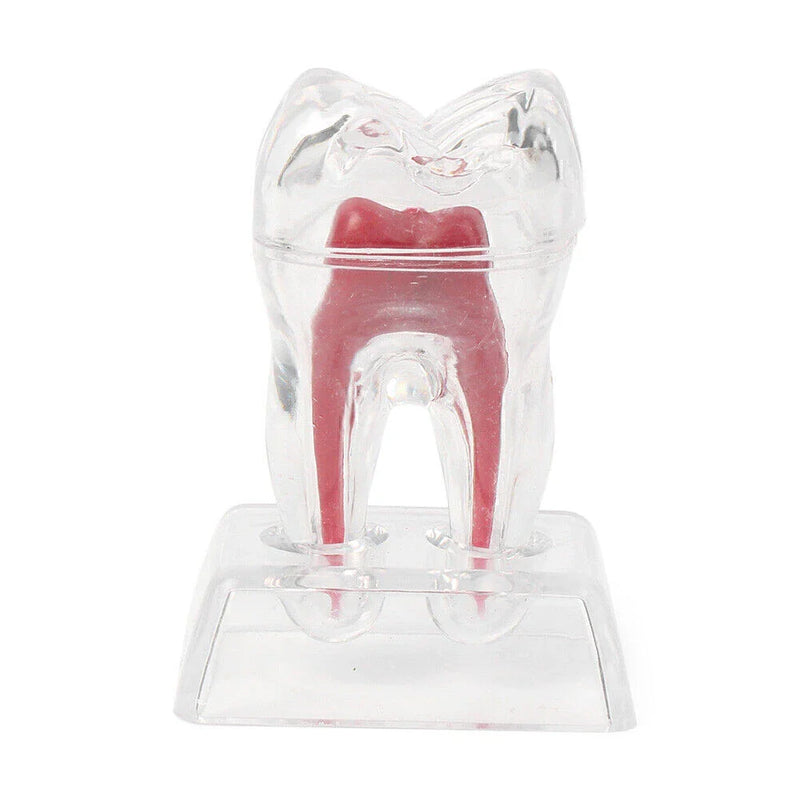 Dental Use Dental Crystal Base Hard Plastic Tooth Molar Teaching Tool Kit