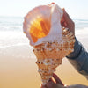 22-23cm Natural Rubeta Conch Shell Sea Snail Gift Home Fish Tank Ornament