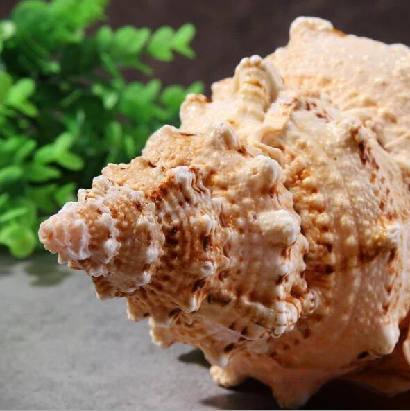 22-23cm Natural Rubeta Conch Shell Sea Snail Gift Home Fish Tank Ornament
