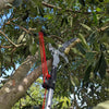 Garden Tools 10M Telescopic Pruning Scissors