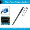 Mercedes Benz W166 ML350 Gas Strut (2012-2015)