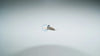Holden HK HT HG (1968-1971) - 20 Pieces Moulding Clip Screws