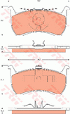 TRW Dtec Brake Pad Set Rear GDB7520DT